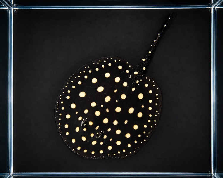 Black Diamond Stingray - 20-25cm Disk